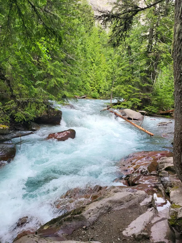 Mountain creek tumbling over rocks in a green forest in Glacier