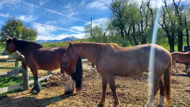 Horses standing by a fence in Paradise Valley
