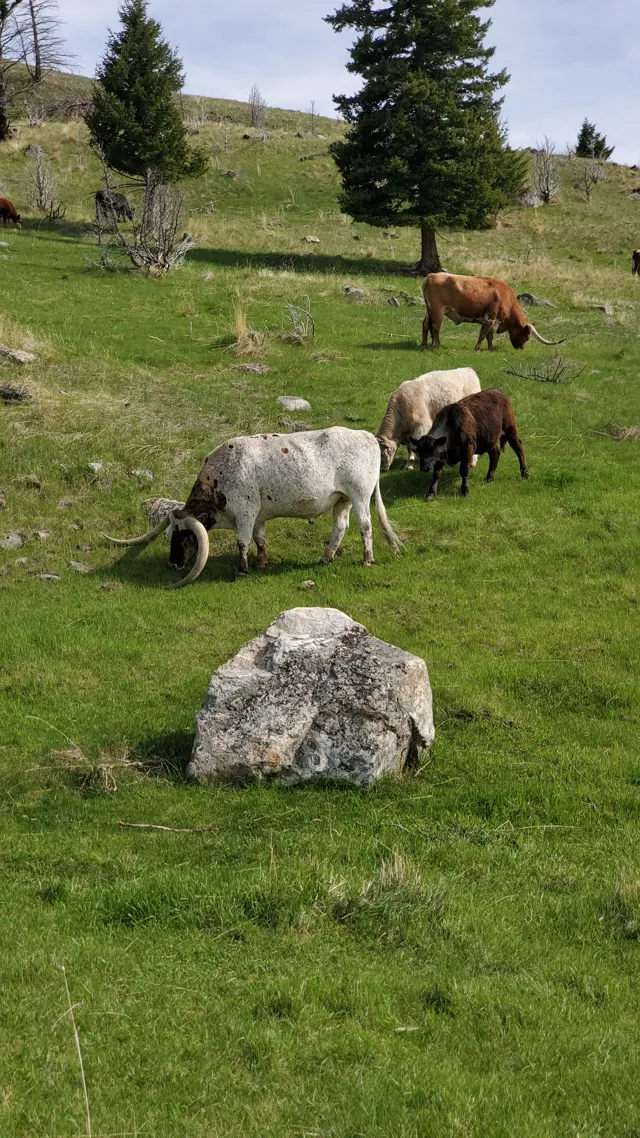 Longhorn cattle grazing on a green hillside in Paradise Valley