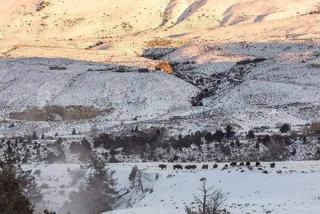 Bison in Yellowstone snow
