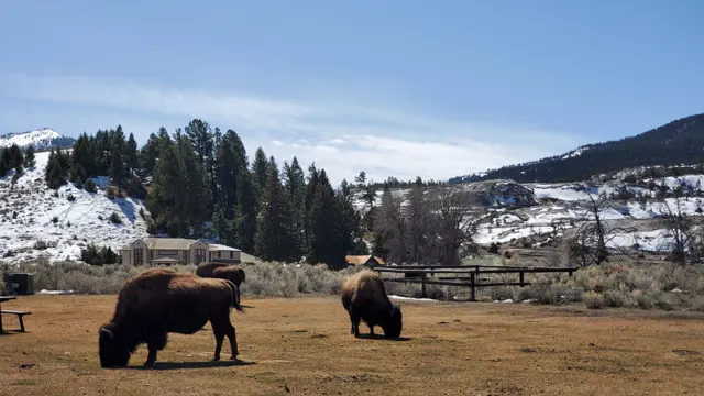 Bison grazing on a snow-patched meadow in Yellowstone in winter