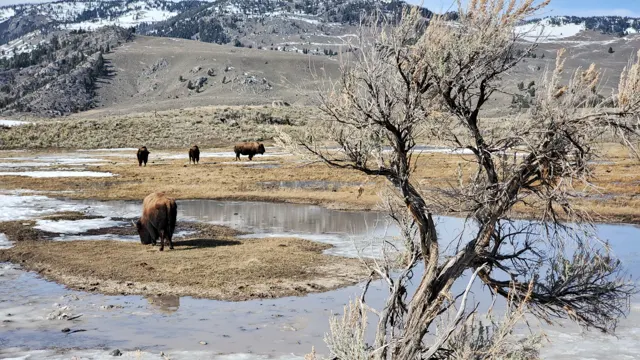 Bison near a frozen pond and a bare shrub in Yellowstone