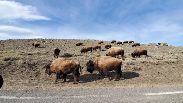 Group of bison grazing next to the road